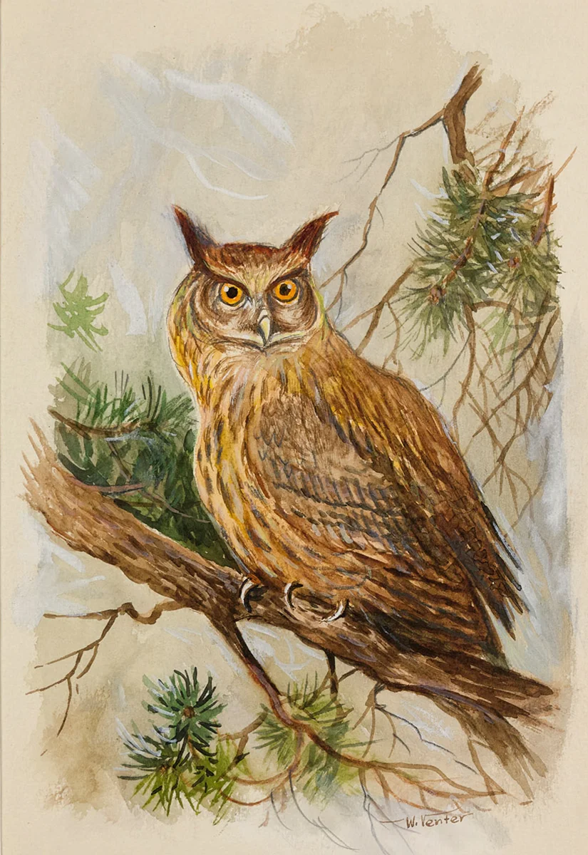 Eule im Wald - Walter Venter Gemälde Eule im Wald - Walter Venter Gemälde