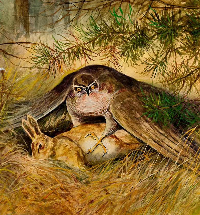 Raubvogel fängt Hase - Walter Venter Gemälde