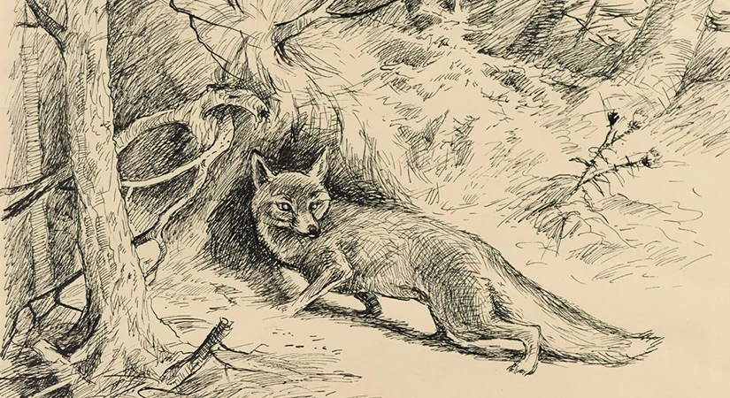 Fuchs im Wald - Walter Venter Zeichnung Fuchs im Wald - Walter Venter Zeichnung